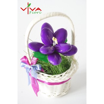 Mniszek Lekarski w Koszyczku