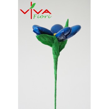 Margaretka Granatowa