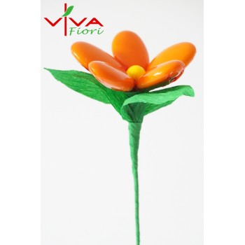 Margaretka Pomarańczowa