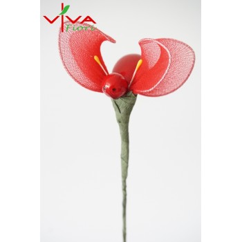 Motylek Calza Pomarańczowy